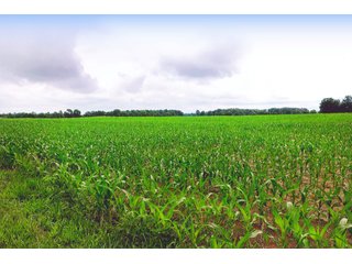 Property photo 4 - LAND AUCTION - 308+/- ACRES IN 7 TRACTS IN CARROLL & WHITE COUNTY, INDIANA
